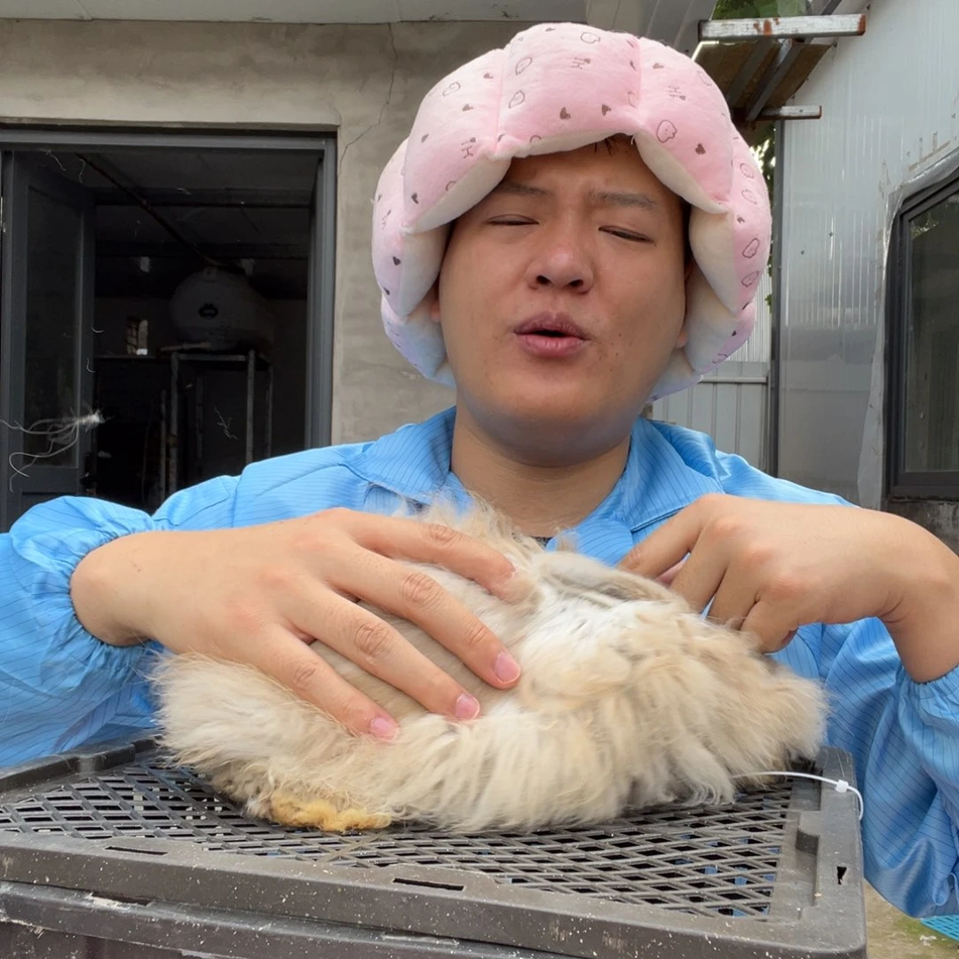 双血统英系安哥拉兔子