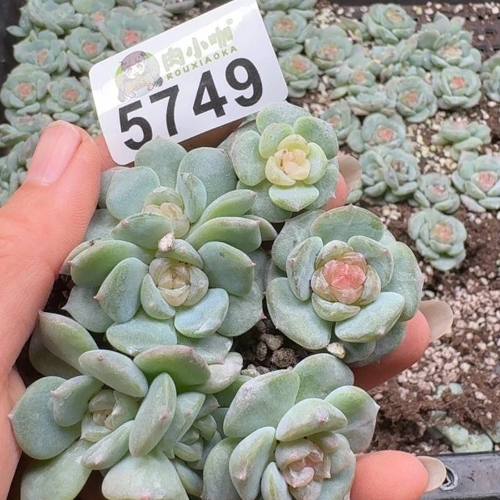 多肉植物多肉植物