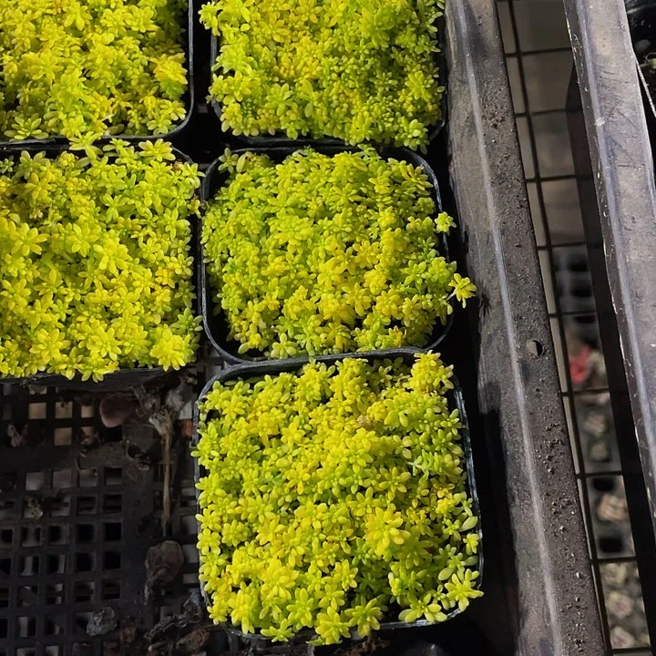 黄金草2.8带盆土发