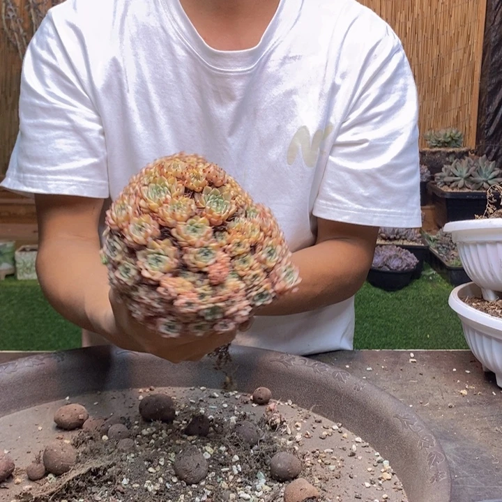 花***见997 号纱罗姬牡丹多肉
