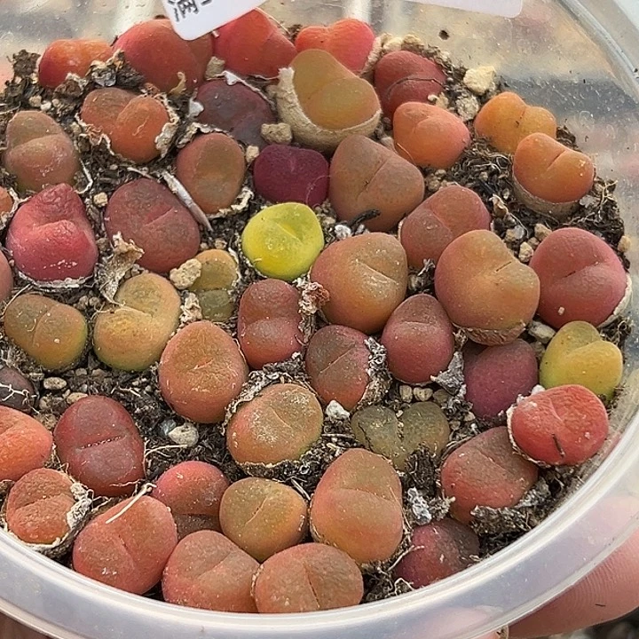 无花朵包邮429号特价50颗彩毛