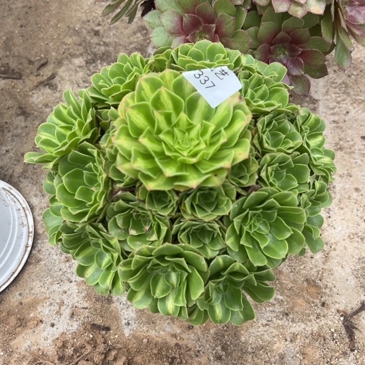 翡翠琉璃多肉植物337
