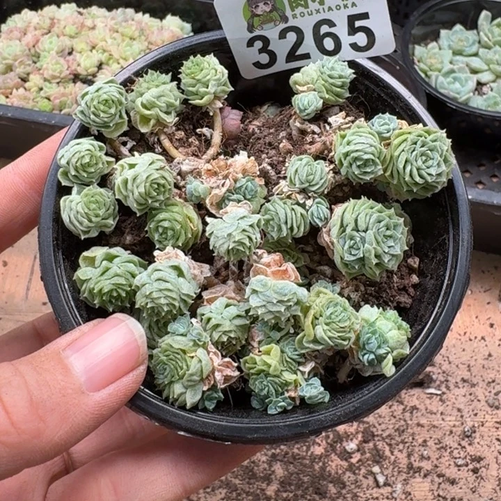 苹***崽无花朵多肉植物多肉植物