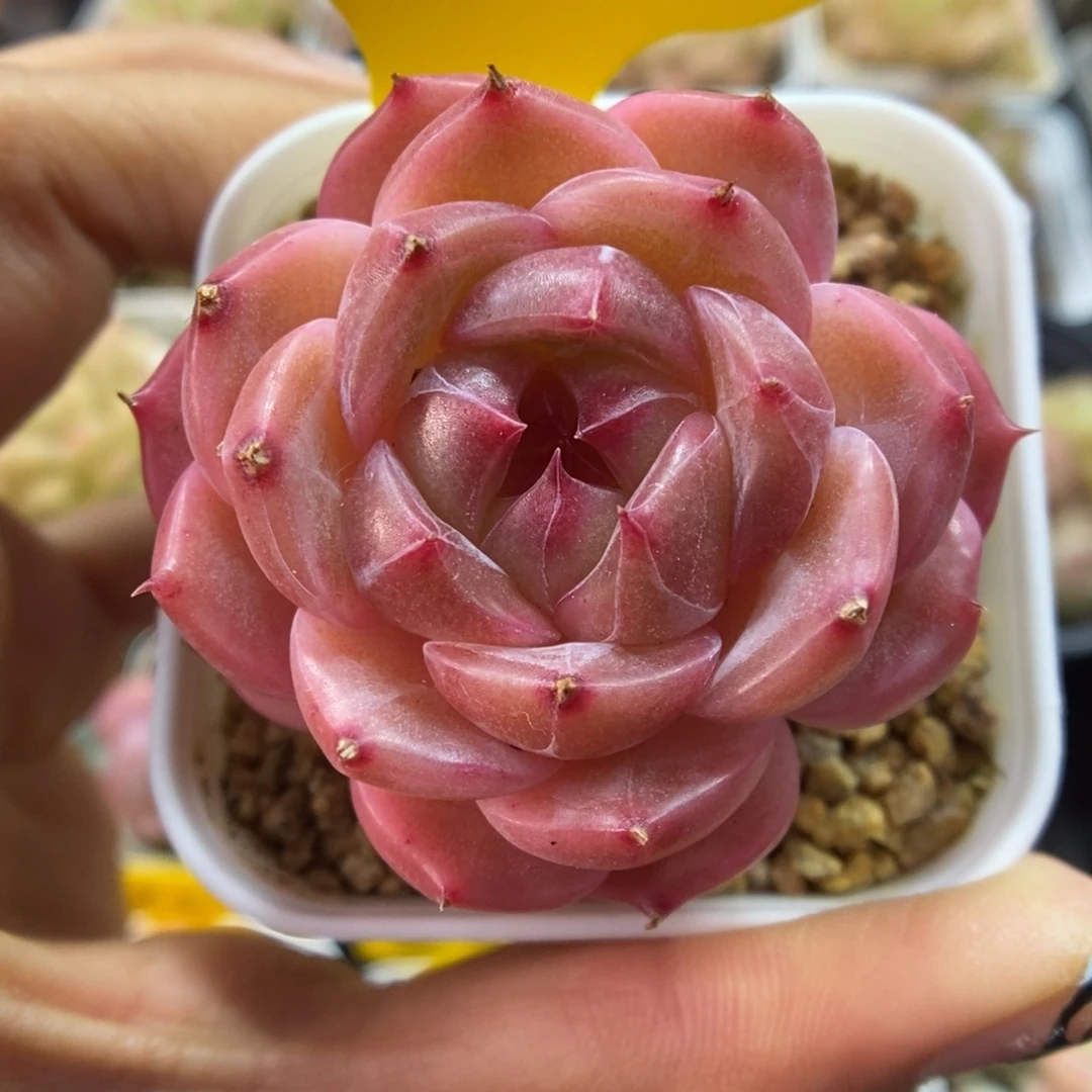 爱丽丝珍妮可拍5321号