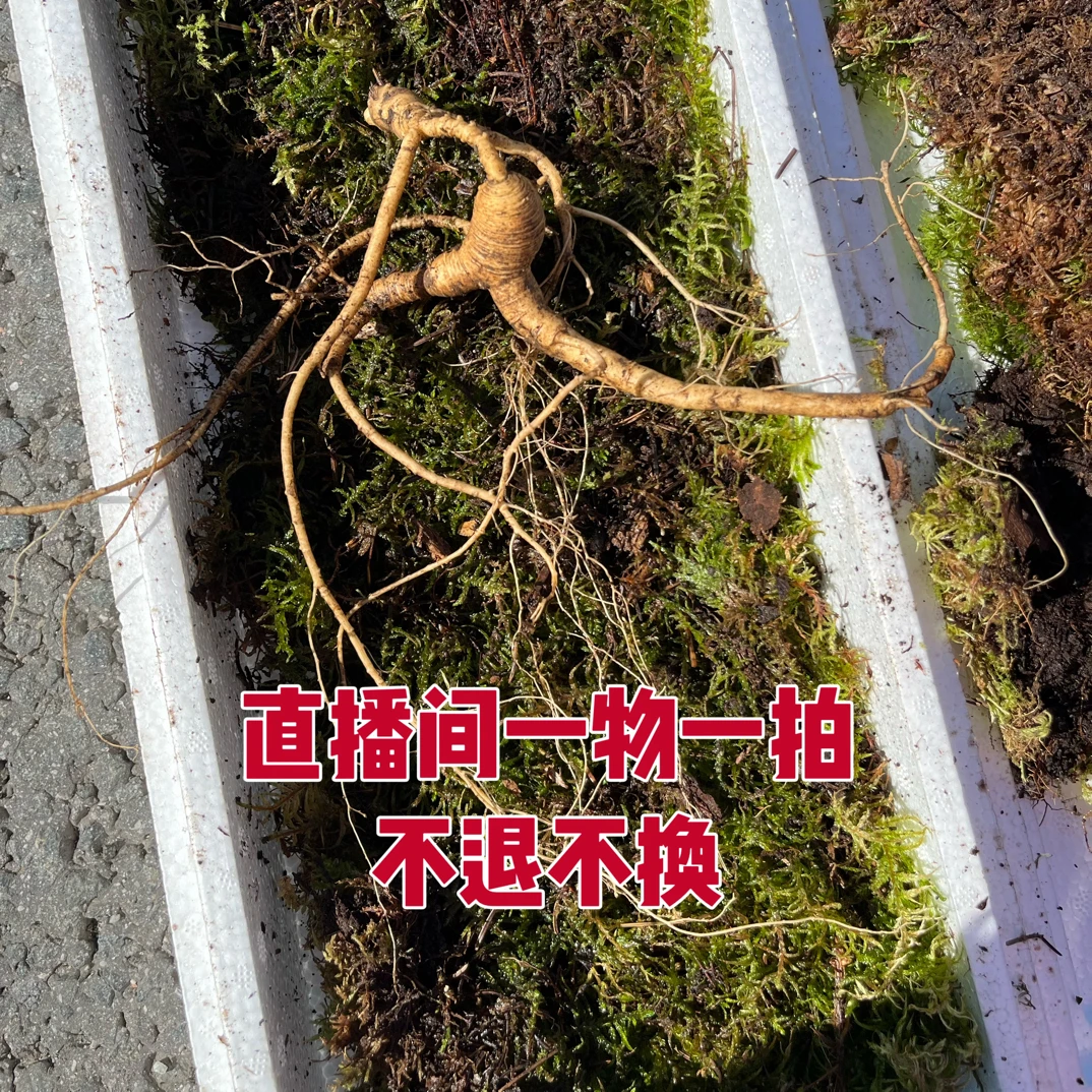 直播间一物一拍不退换 放山籽货整枝鲜山参 顺丰空运
