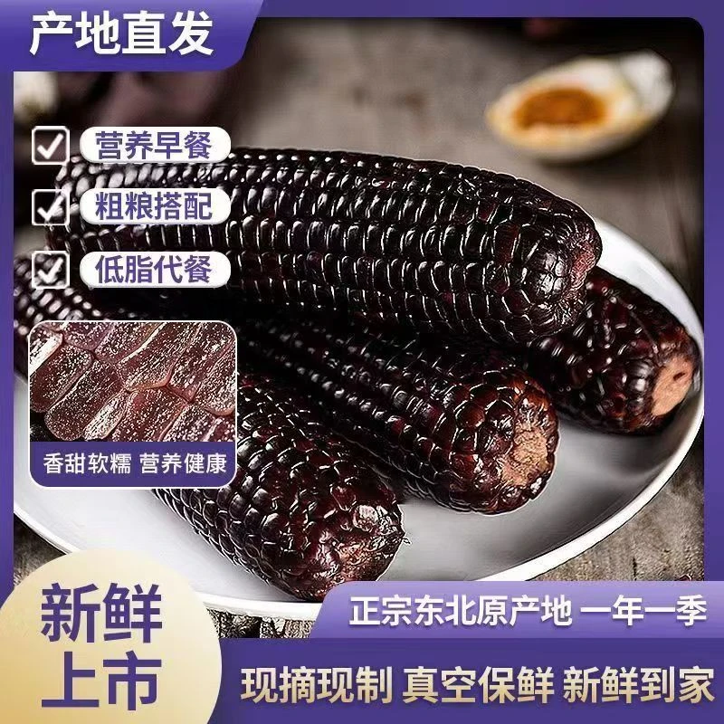 【12只 整箱净重 5.5-6斤】2025新货小棒黑糯玉米 轻食代餐黏糯玉米