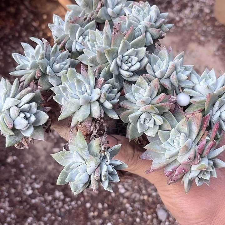 仙女杯多肉植物提取