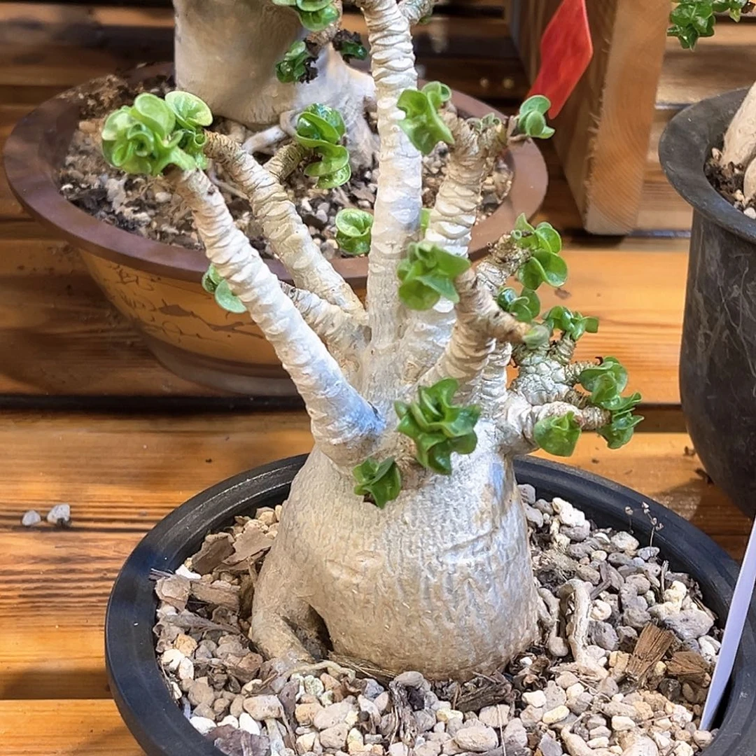 潮流植物矮胖羊角卷叶沙玫