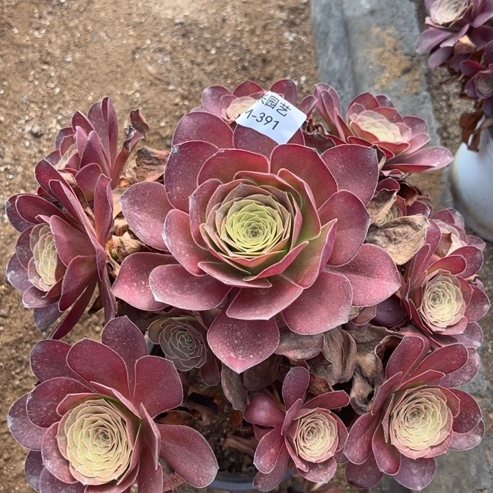 魅金玫瑰大手捧多肉植物391