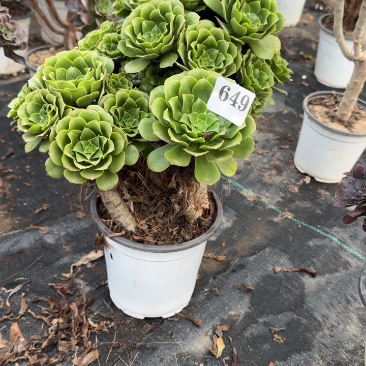 649有瑕疵绿杨蓉。