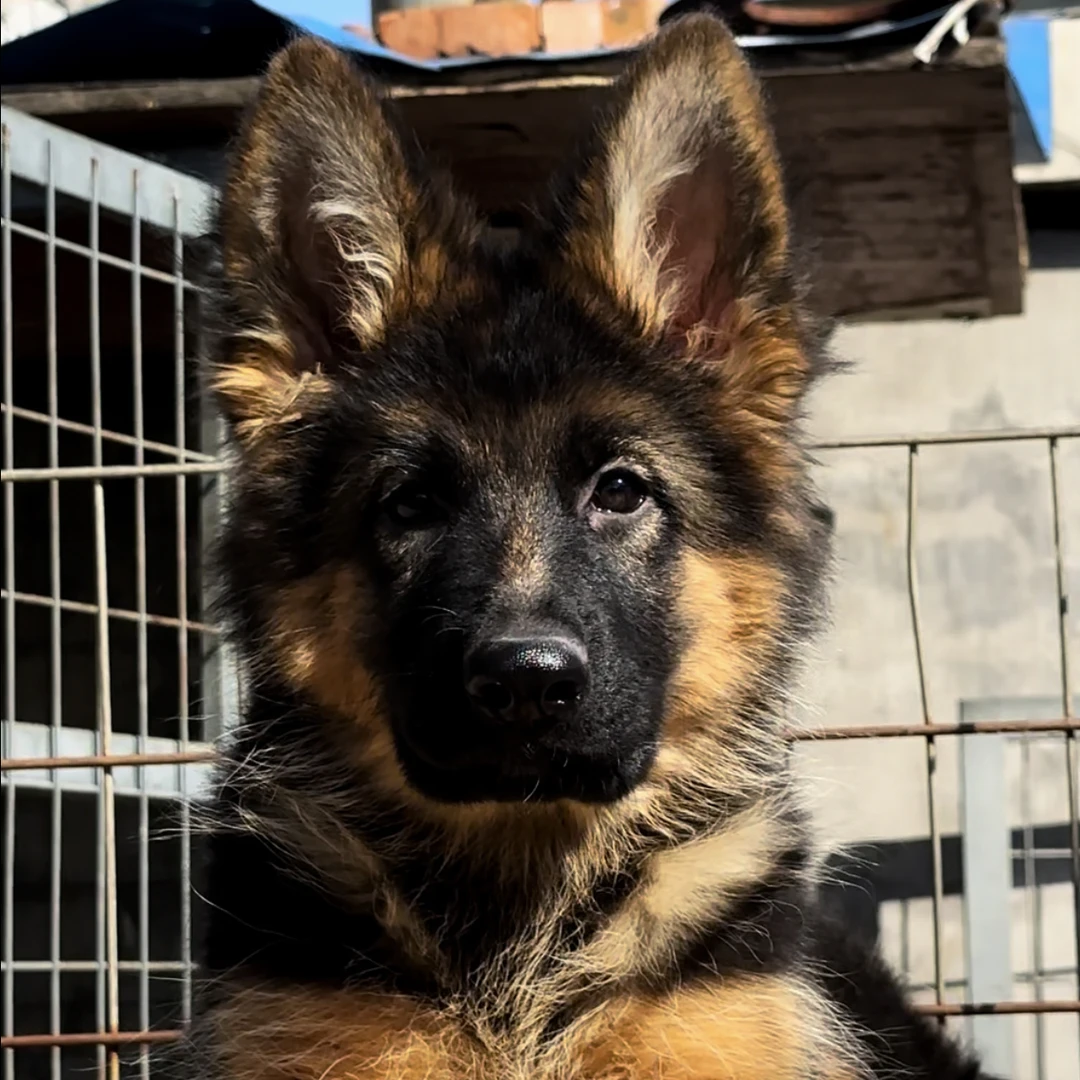 精品德牧长毛小狗