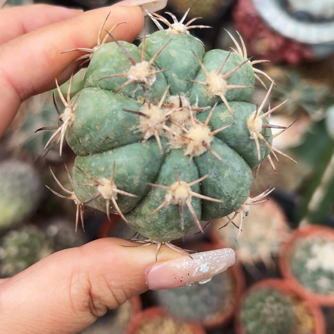 平丸有根仙人球6666666