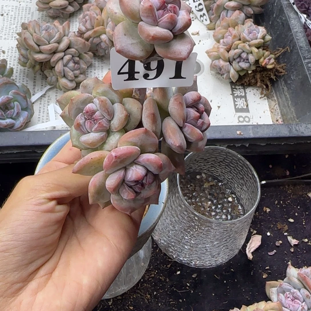 星影5头无根一物一拍491