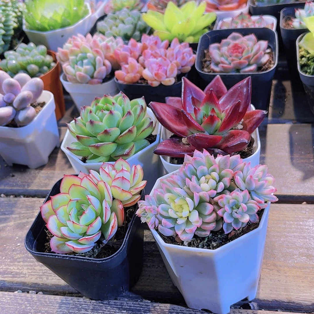 月亮石。牡丹亭。女雏锦。罗卡