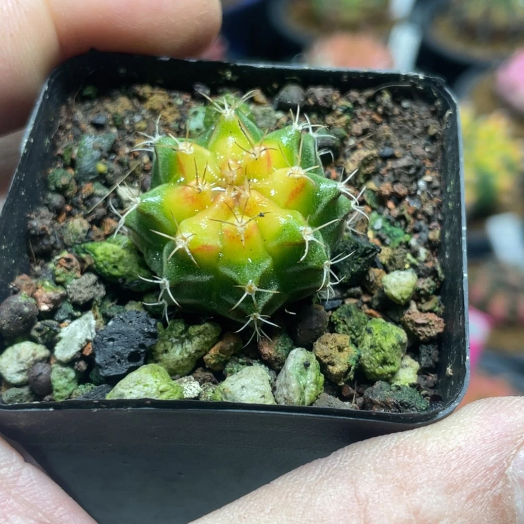 当前无花朵，栽培后可花朵实生皮色球