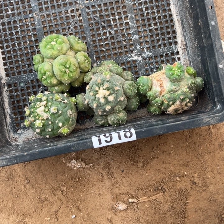 海鲜仙人球组合1918号