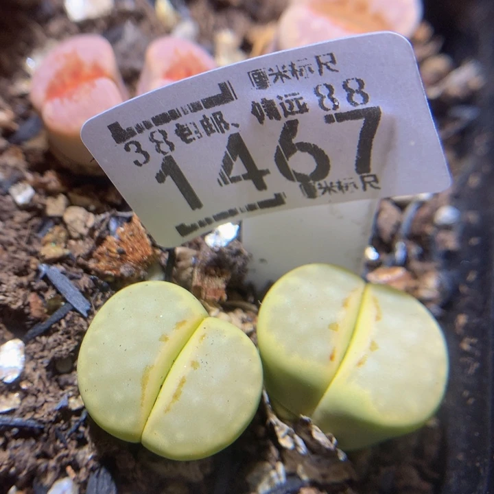 zzzzZzzz冲冲冲1467