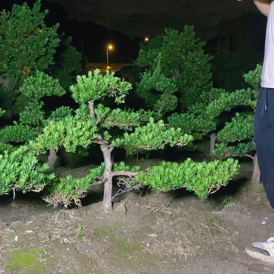 无花朵小***园罗汉松400/1