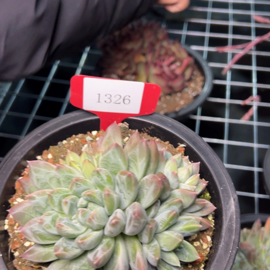 冥*?1326肉多谋子多哦肉