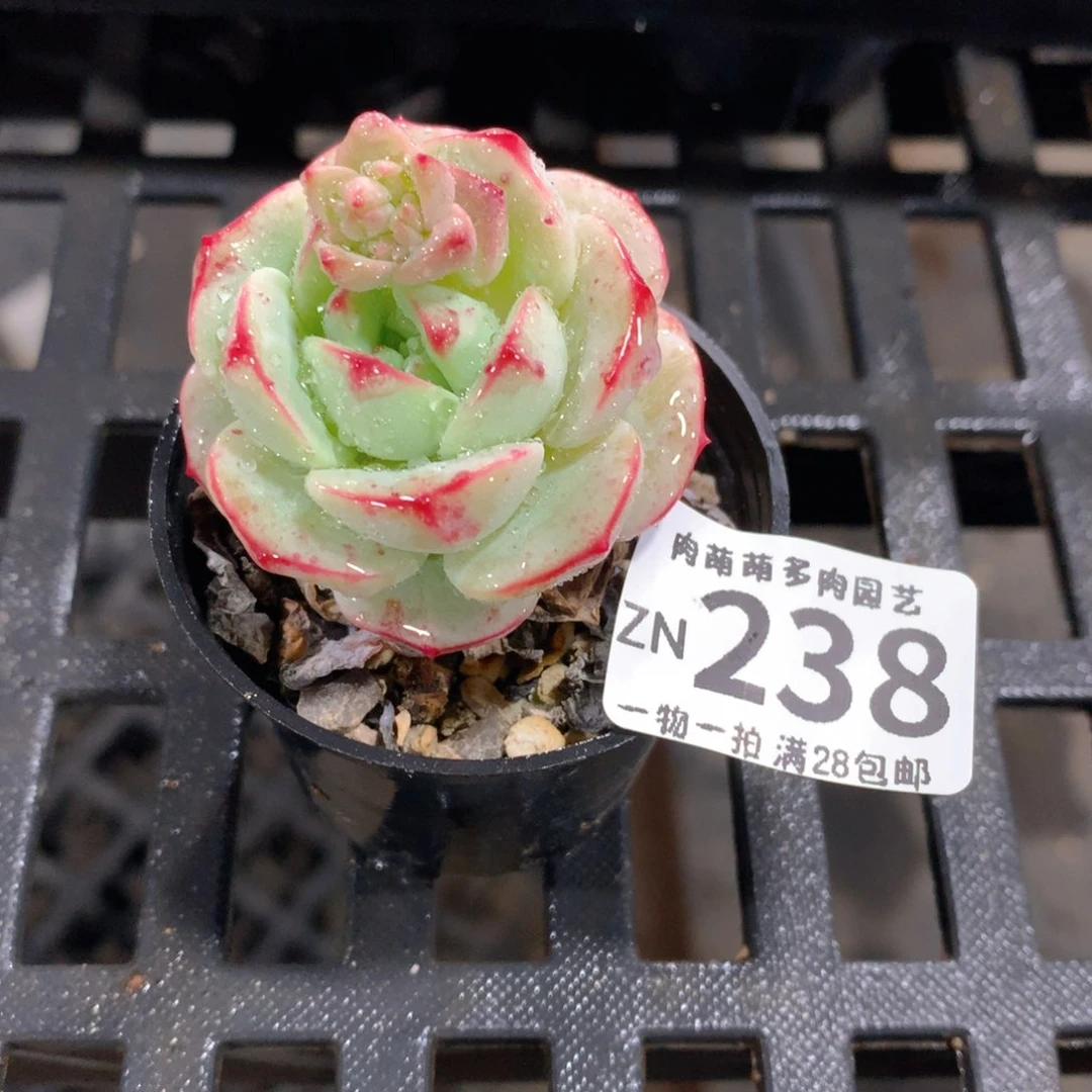 肉萌萌拇指盆精控多肉ZN238