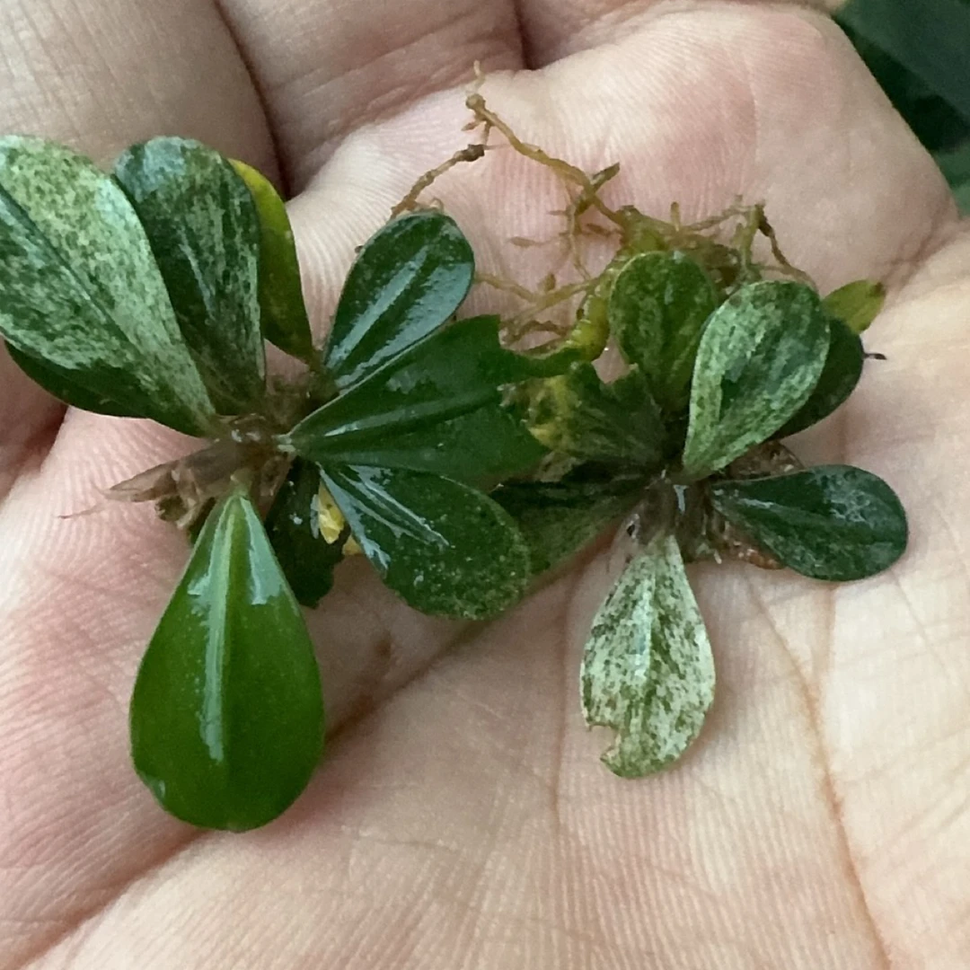 迷你辣椒榕水草造景适用鱼缸121—140