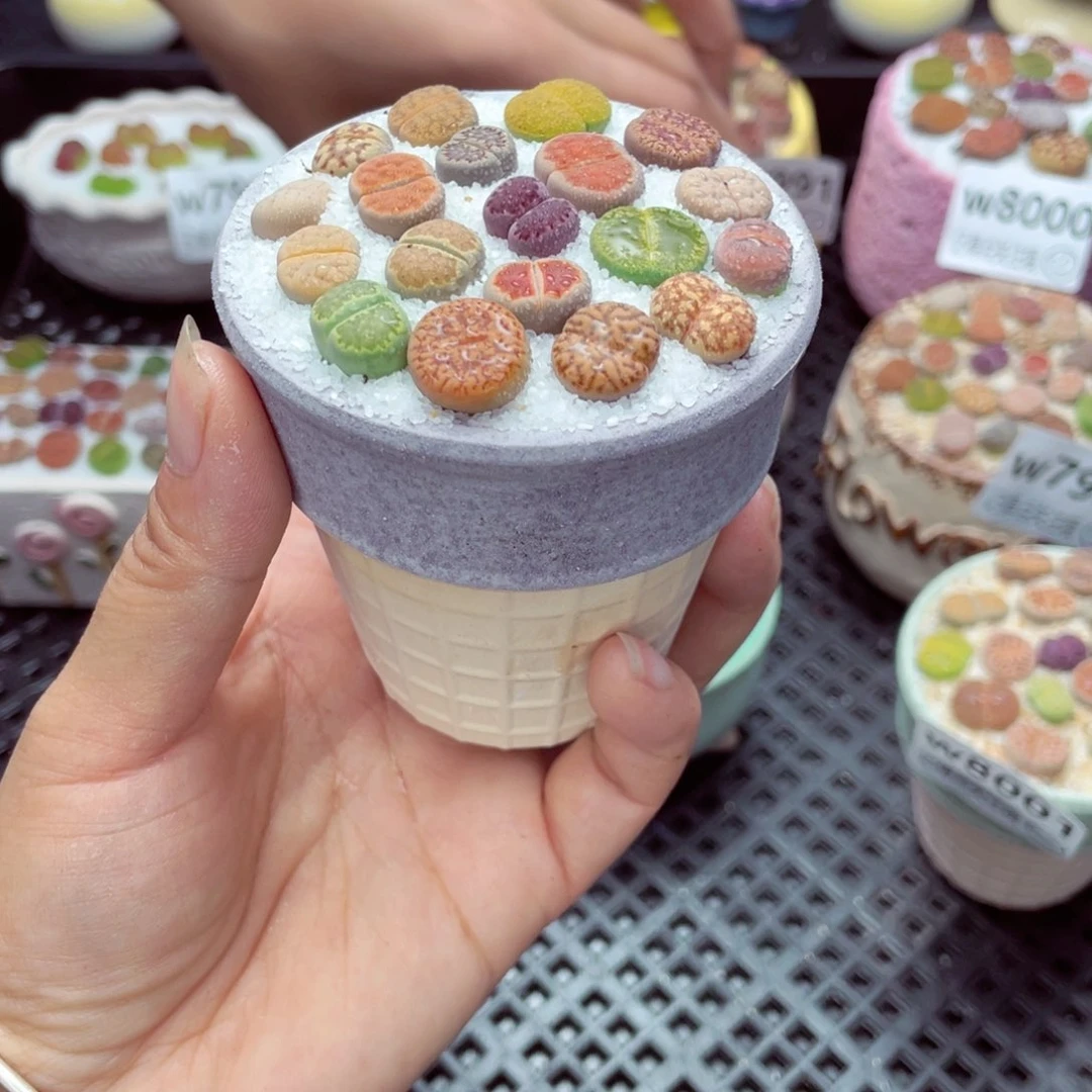 w8008 带盆土发货一物一拍