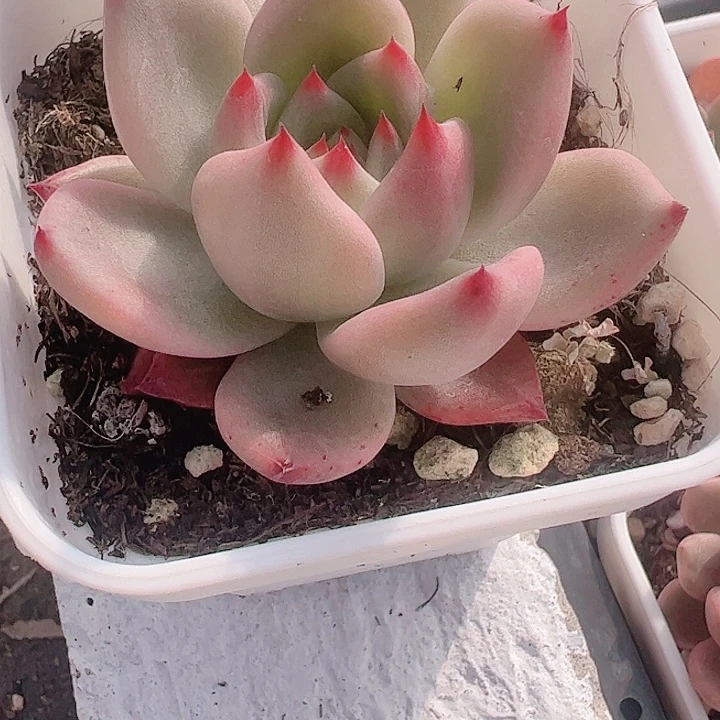 柠*.多肉植物多肉植物