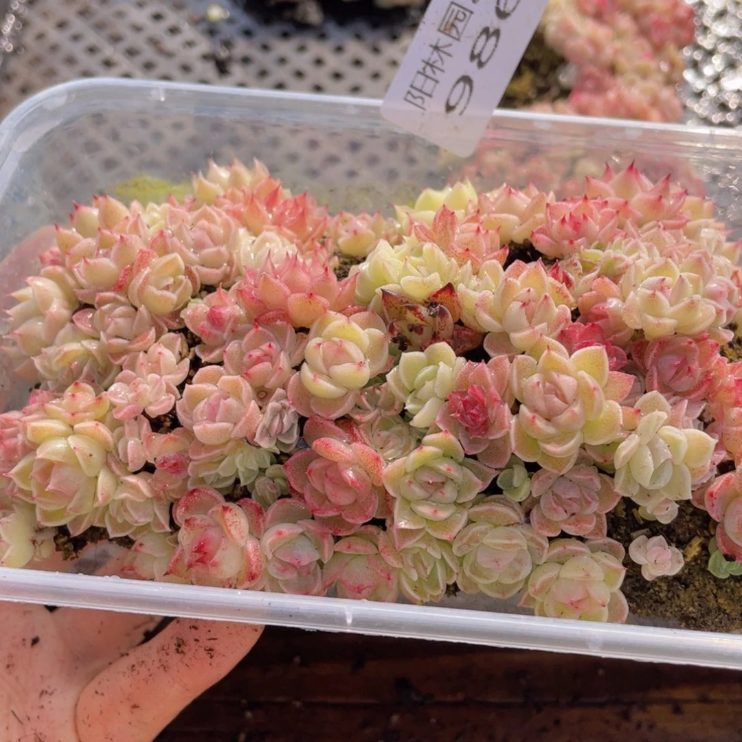 多肉植物多肉植物986