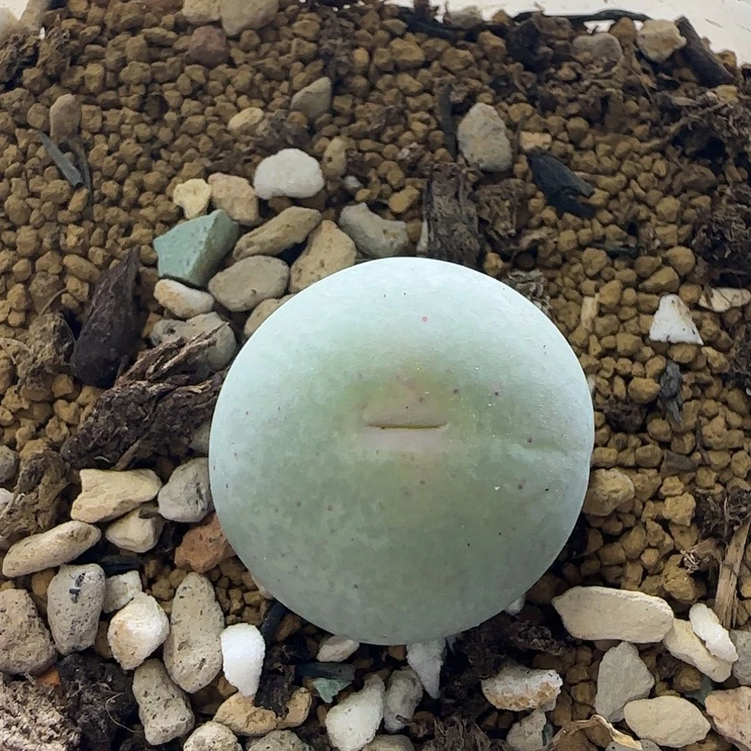 1.8厘米v嘴带盆土发货