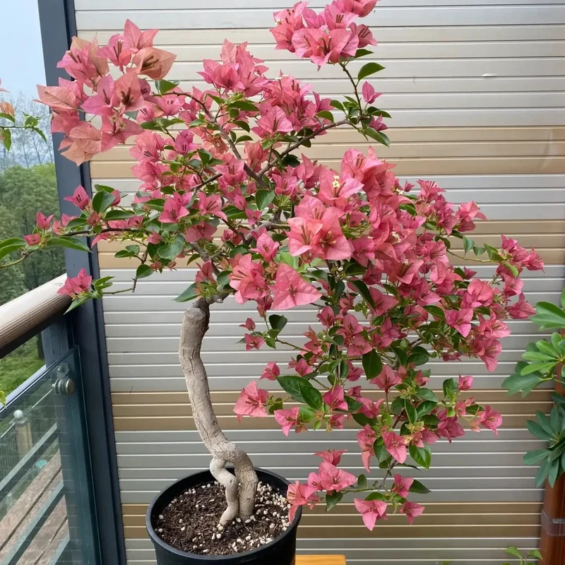 所罗门三角梅袋苗四季勤开花阳台盆栽好养易活庭院植物耐寒热