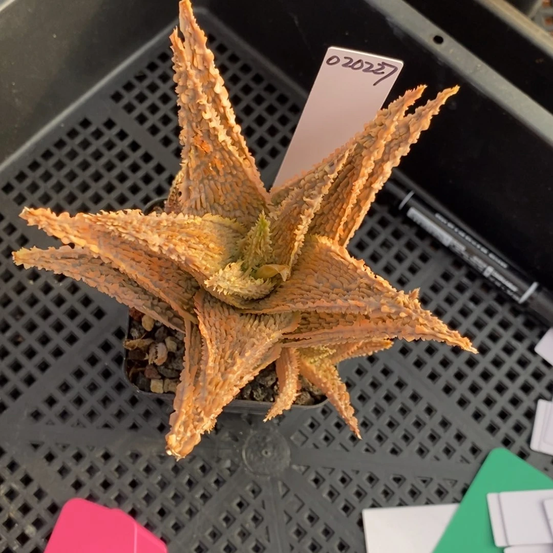 白**羊020227白羊园艺芦荟园艺芦荟