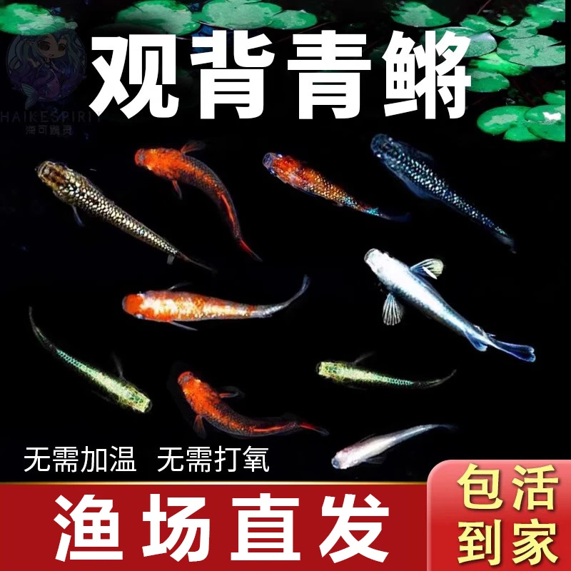 直播间一物一拍盲盒