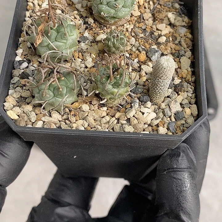 娇丽一组带盆发货