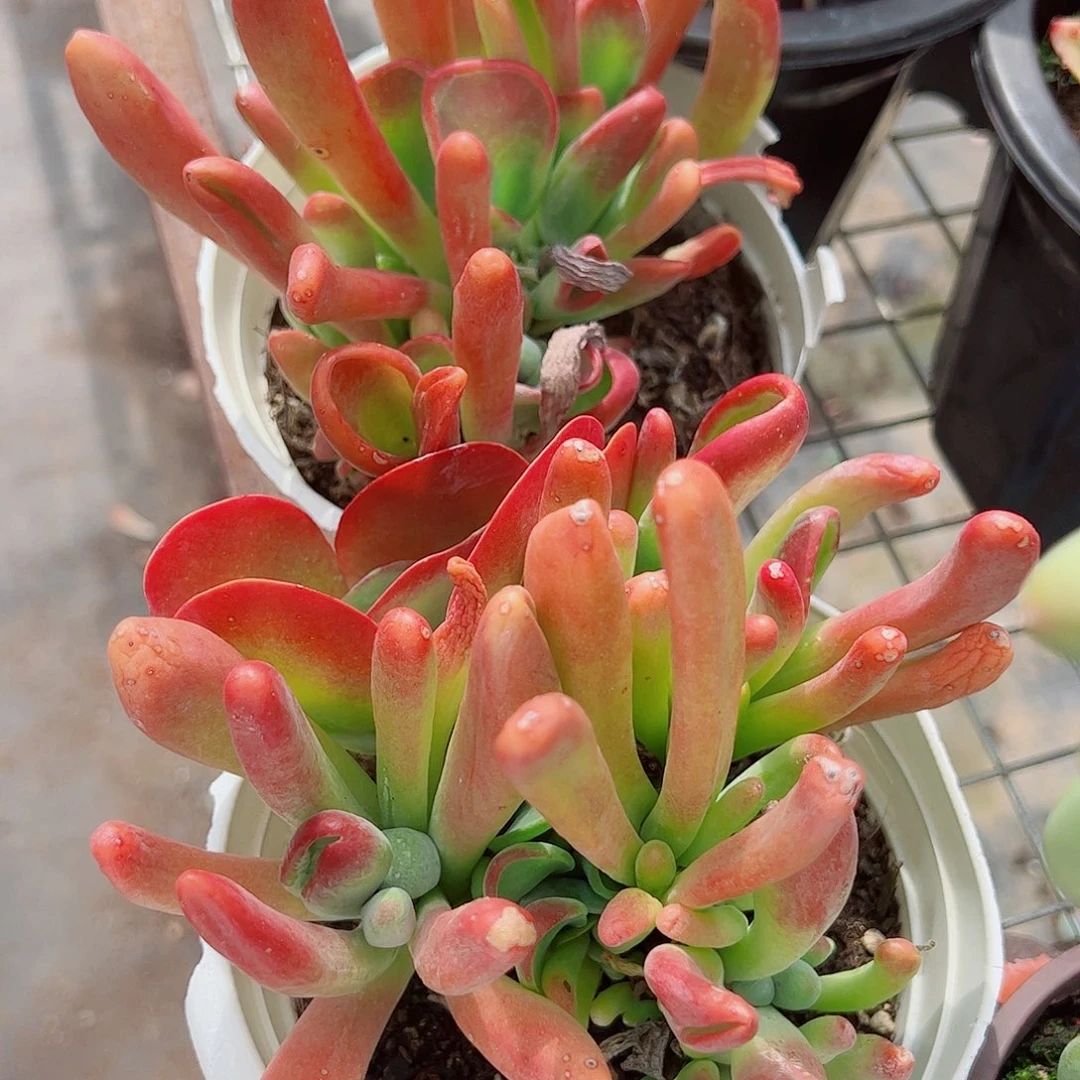 火狐狸多头大盆群