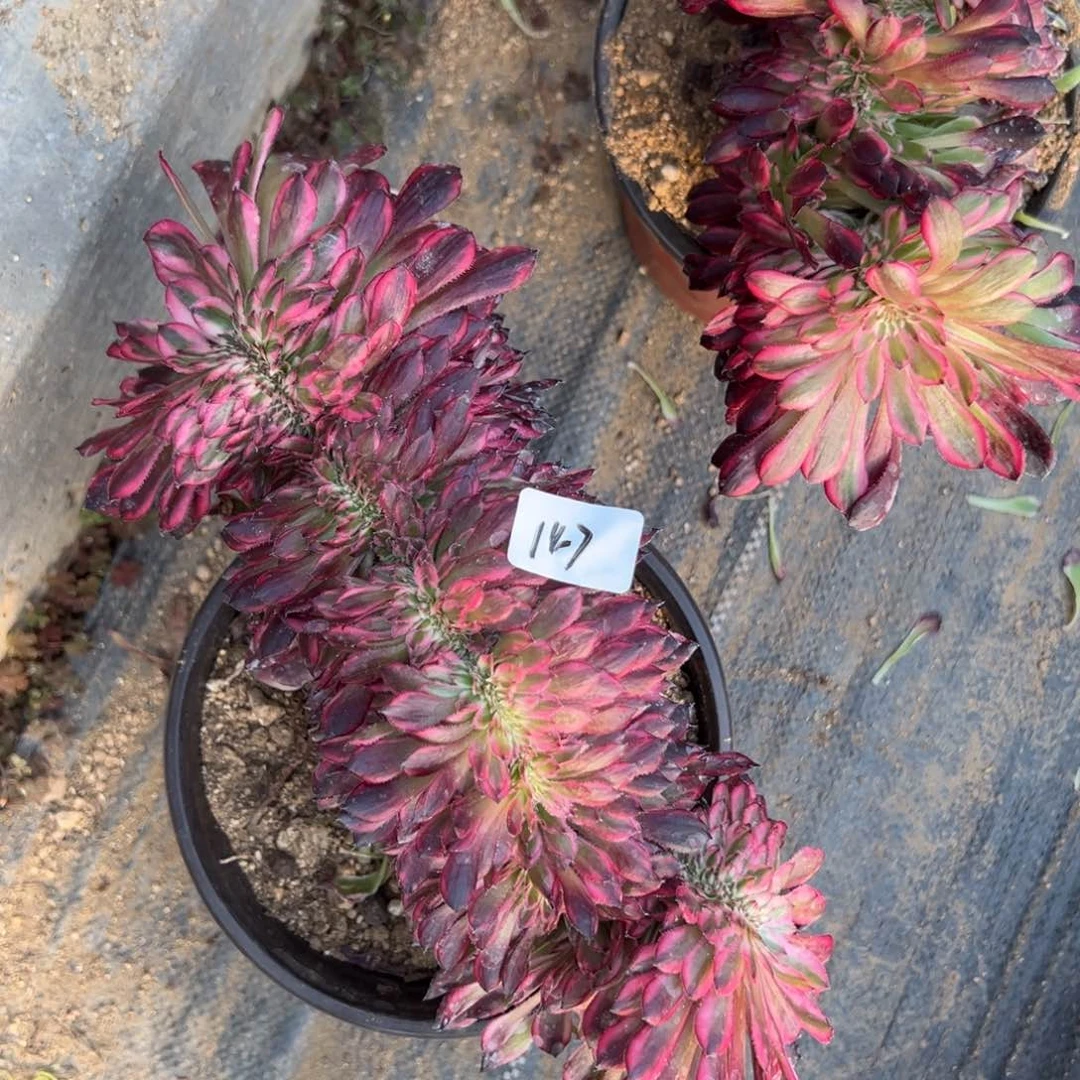 147红白缀多肉植物