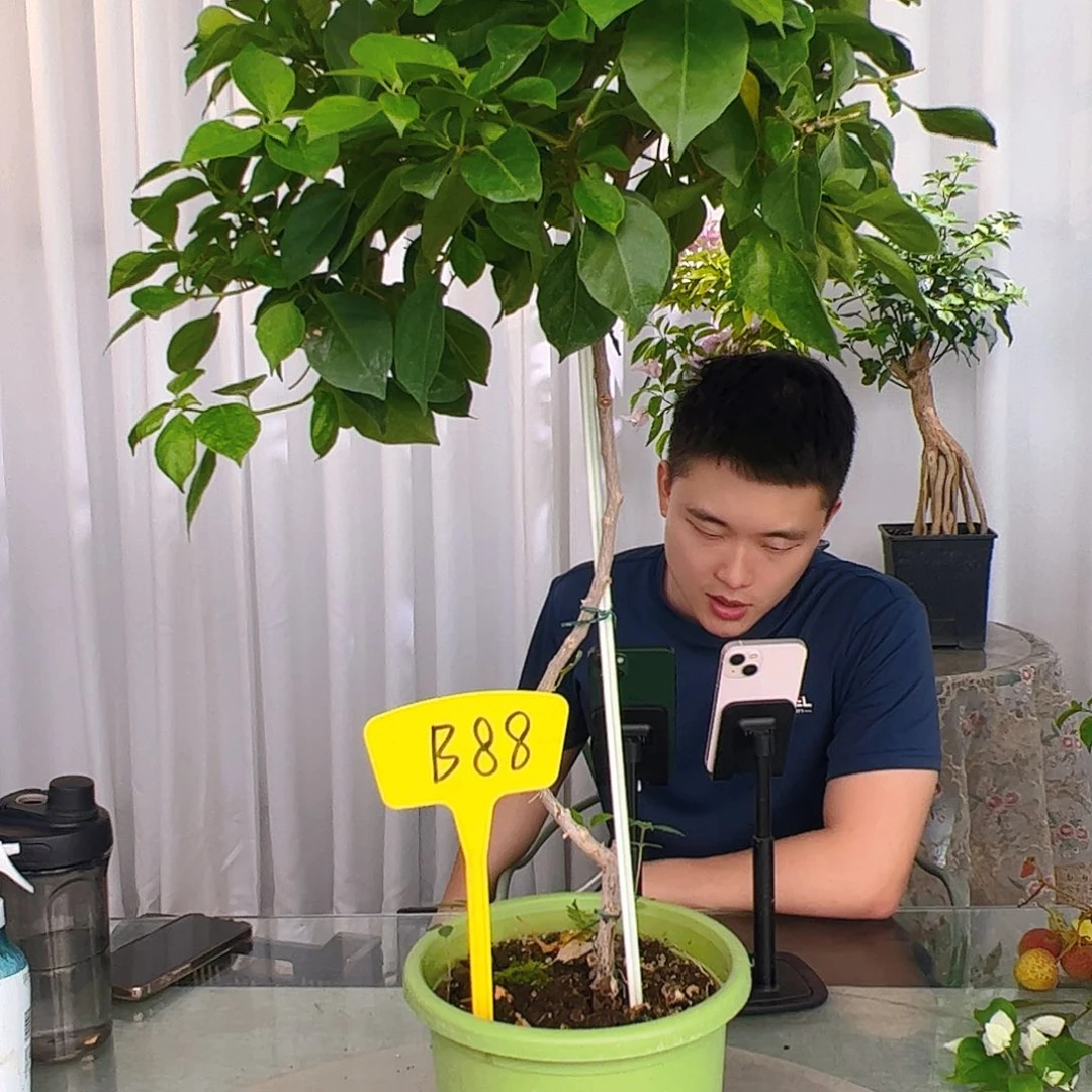 当前无花栽培后可以开花雅*佩德罗B88