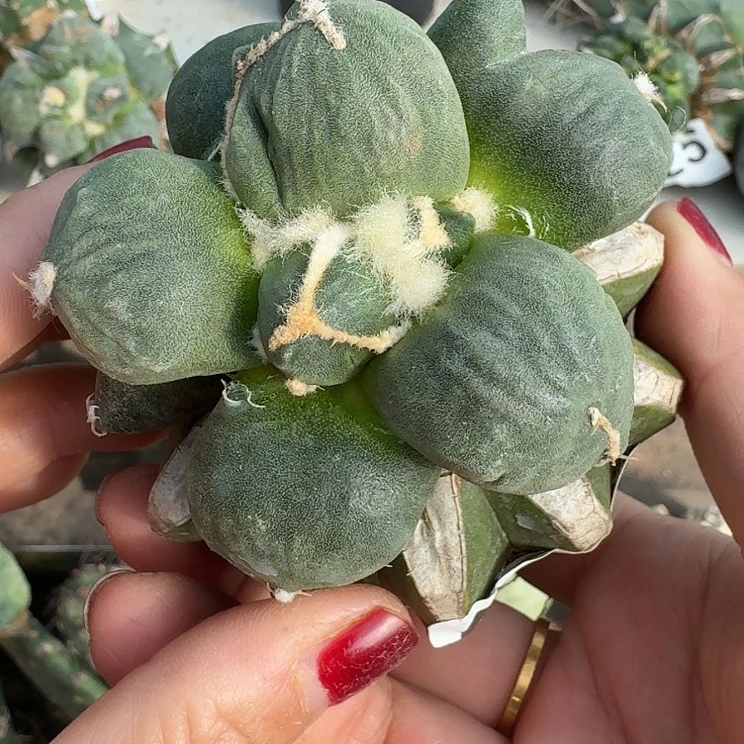 无花朵达摩蛋尤牡丹021