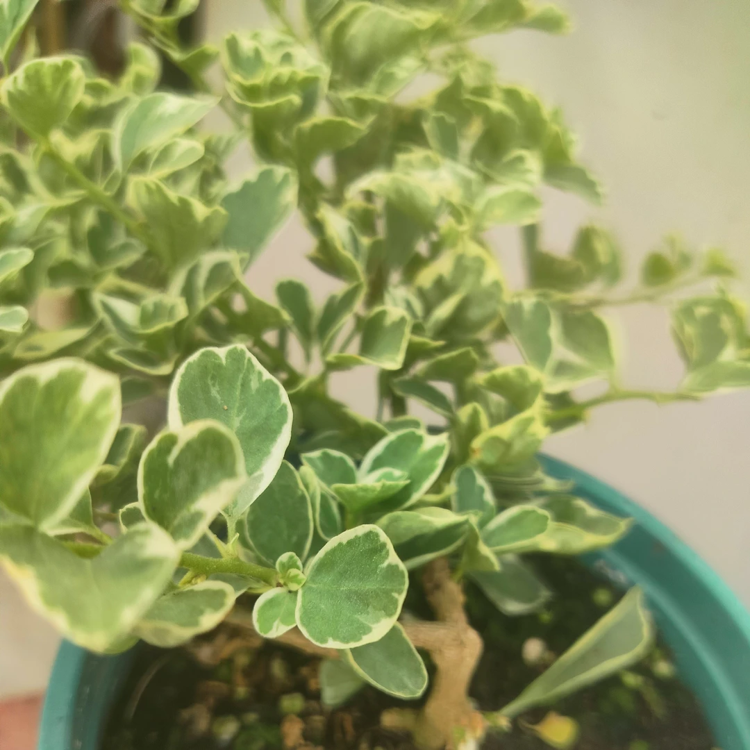 三角梅，斑叶少女心，不宜落花，赏花时间比较长