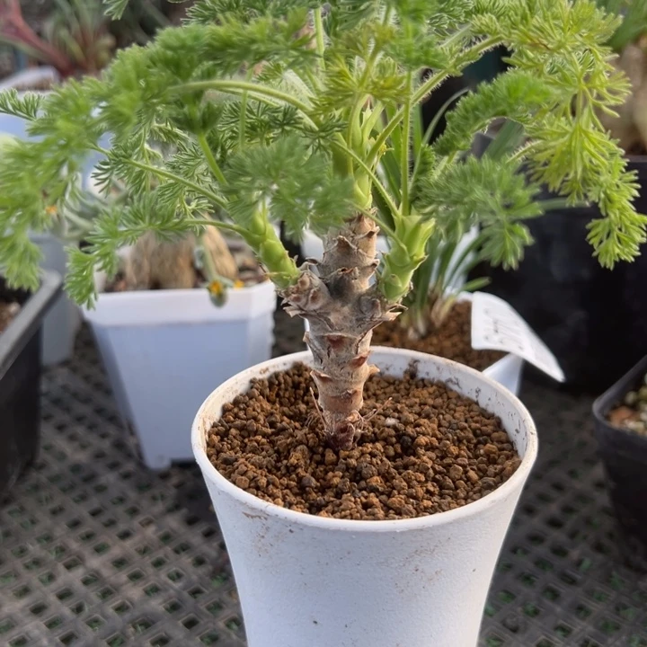 出云洋奎，一物一拍