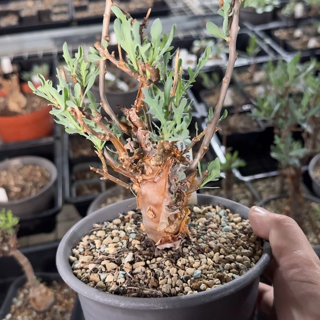 大籽厚敦菊带盆发一个