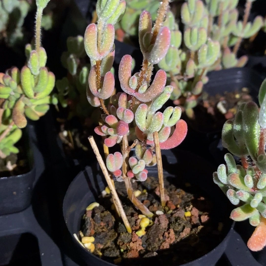 471号实生红叶枝干多肉