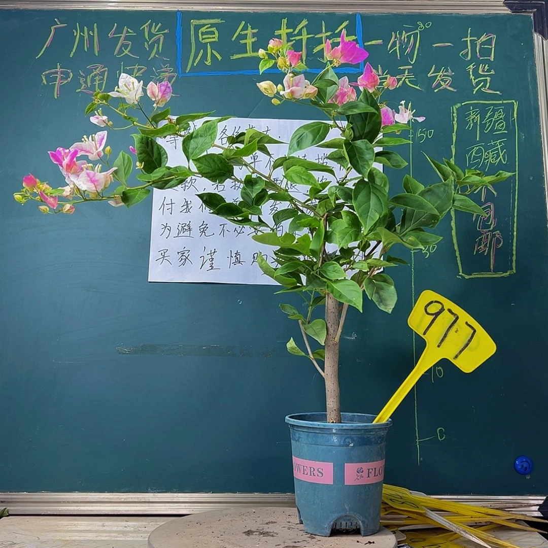 当前无花栽培后可以开花粗杆 漳红樱 977