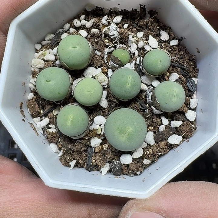 277 多肉植物多肉植物