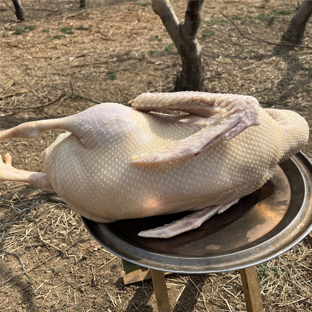 农家放养鹅肉质鲜美