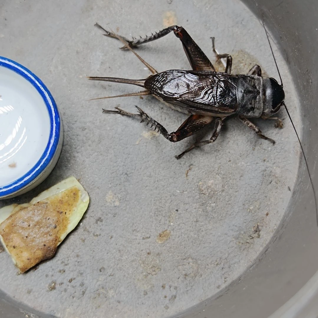 蟋蟀歪门邪调 184 30