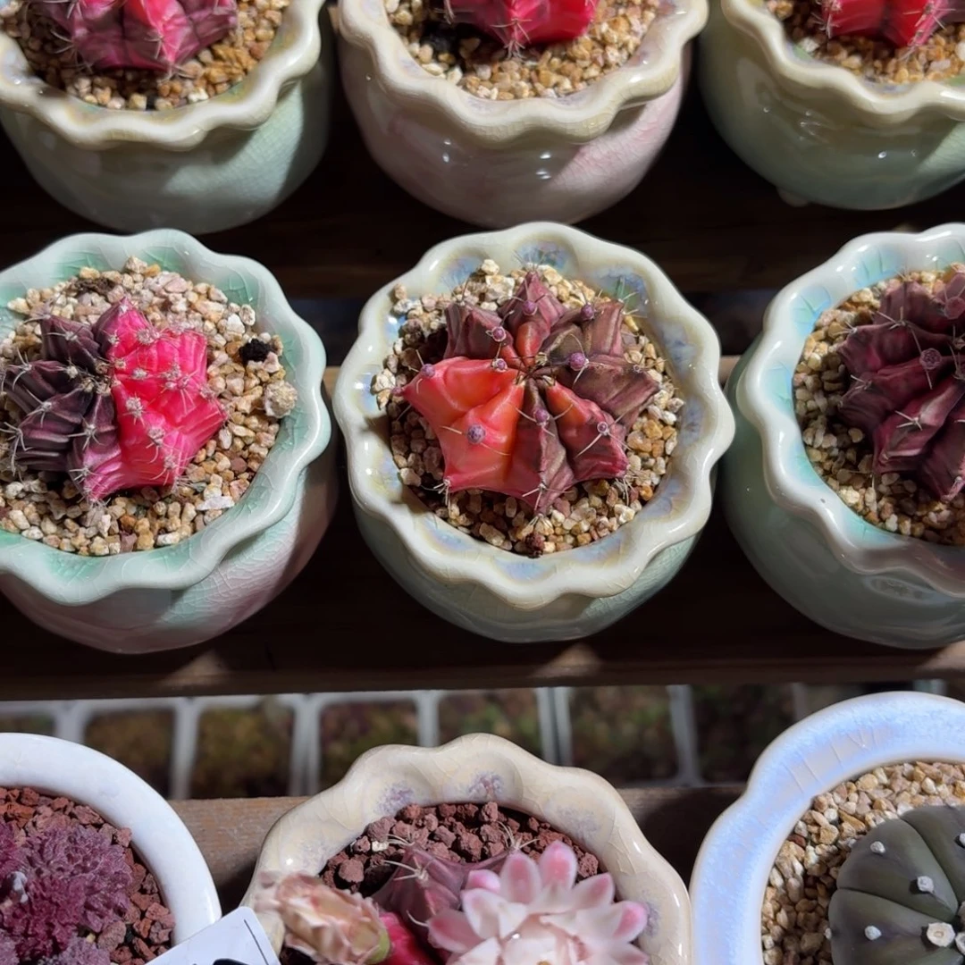 牡丹锦仙人球带盆发货随机