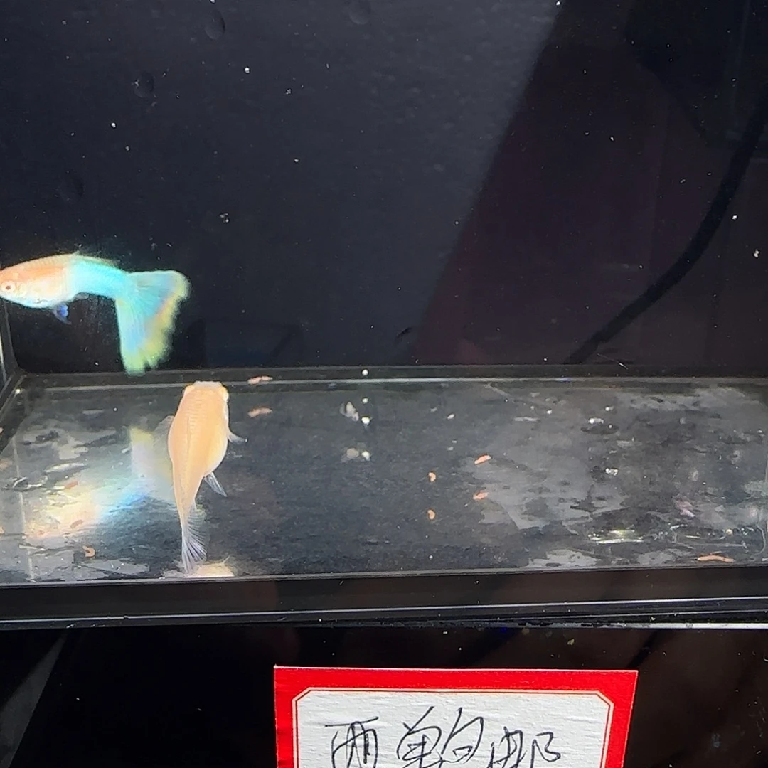 孔雀鱼拉珠利幻彩一对
