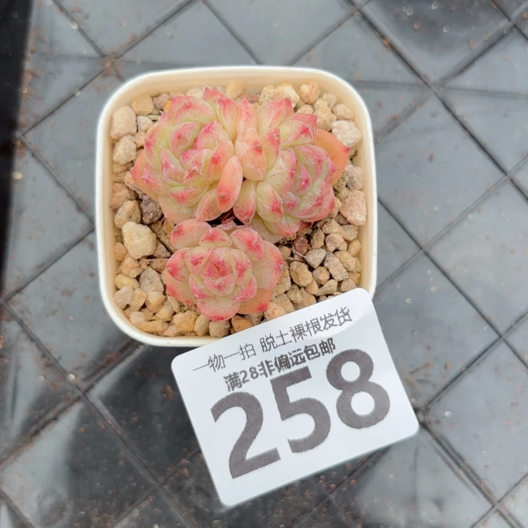 甜心珍妮无盆土发货