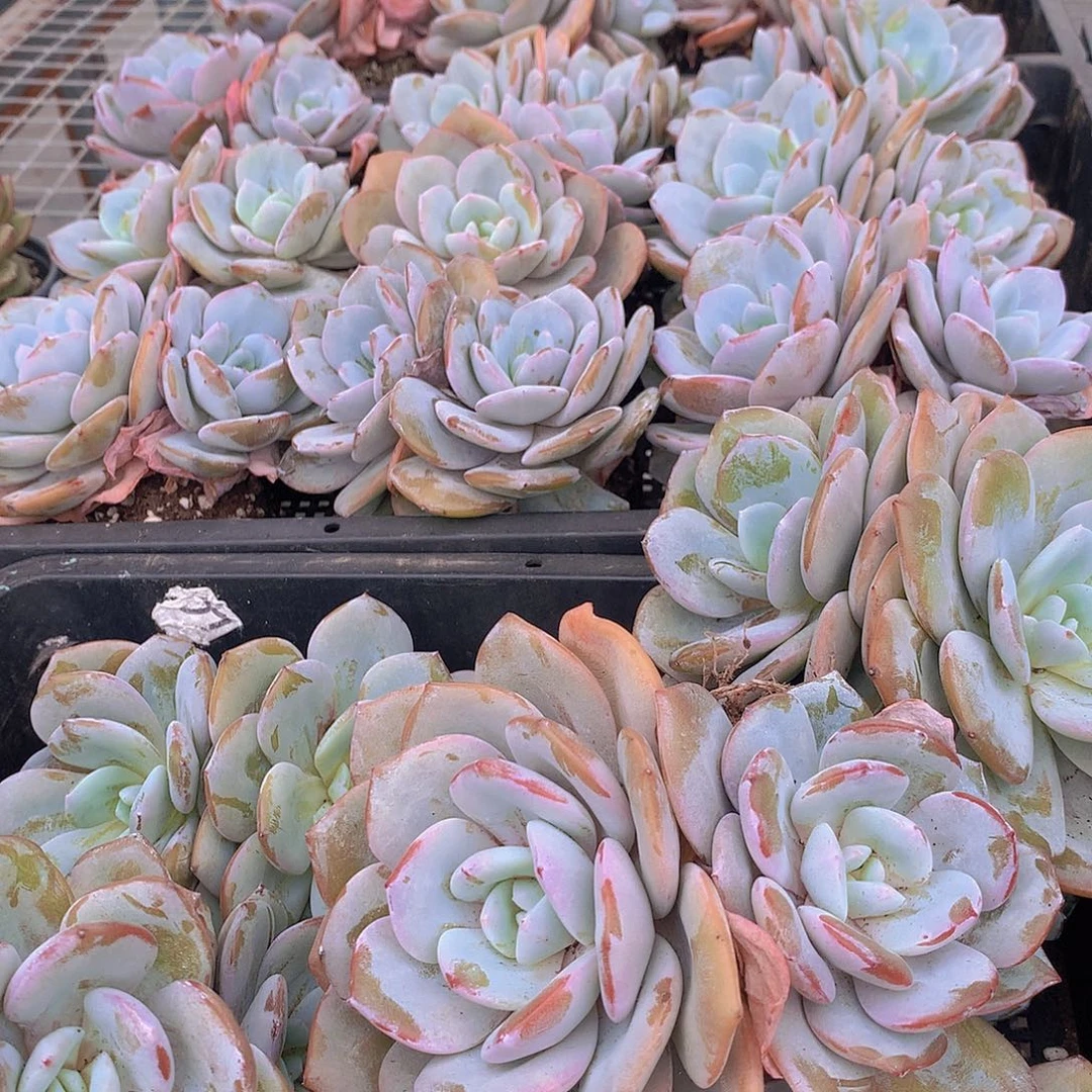 双头韩奶茶346788999000