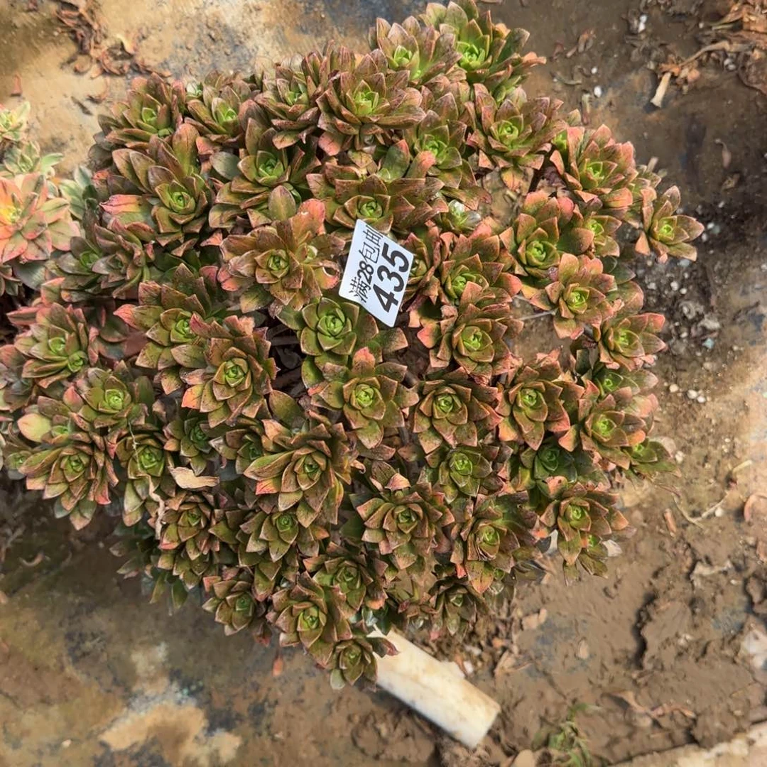 碧花茶多肉435满28包邮断枝不包